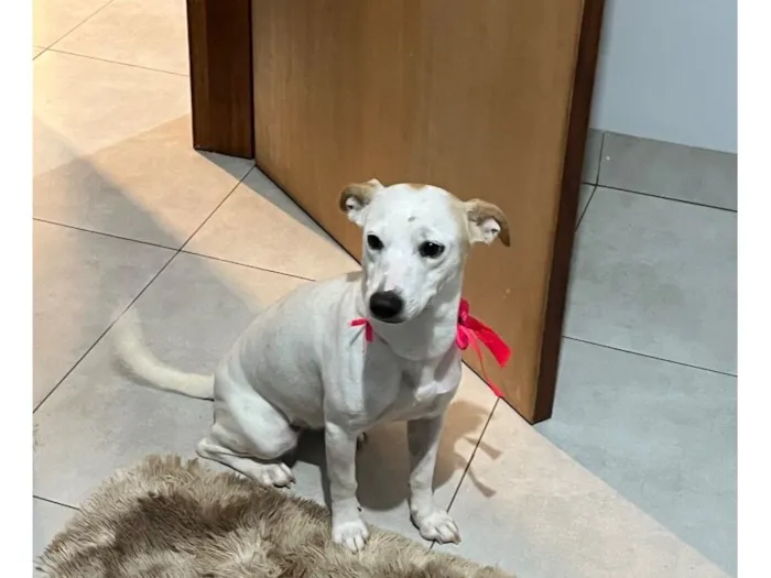 Cachorro raça SRD-ViraLata idade 2 anos nome Lexie