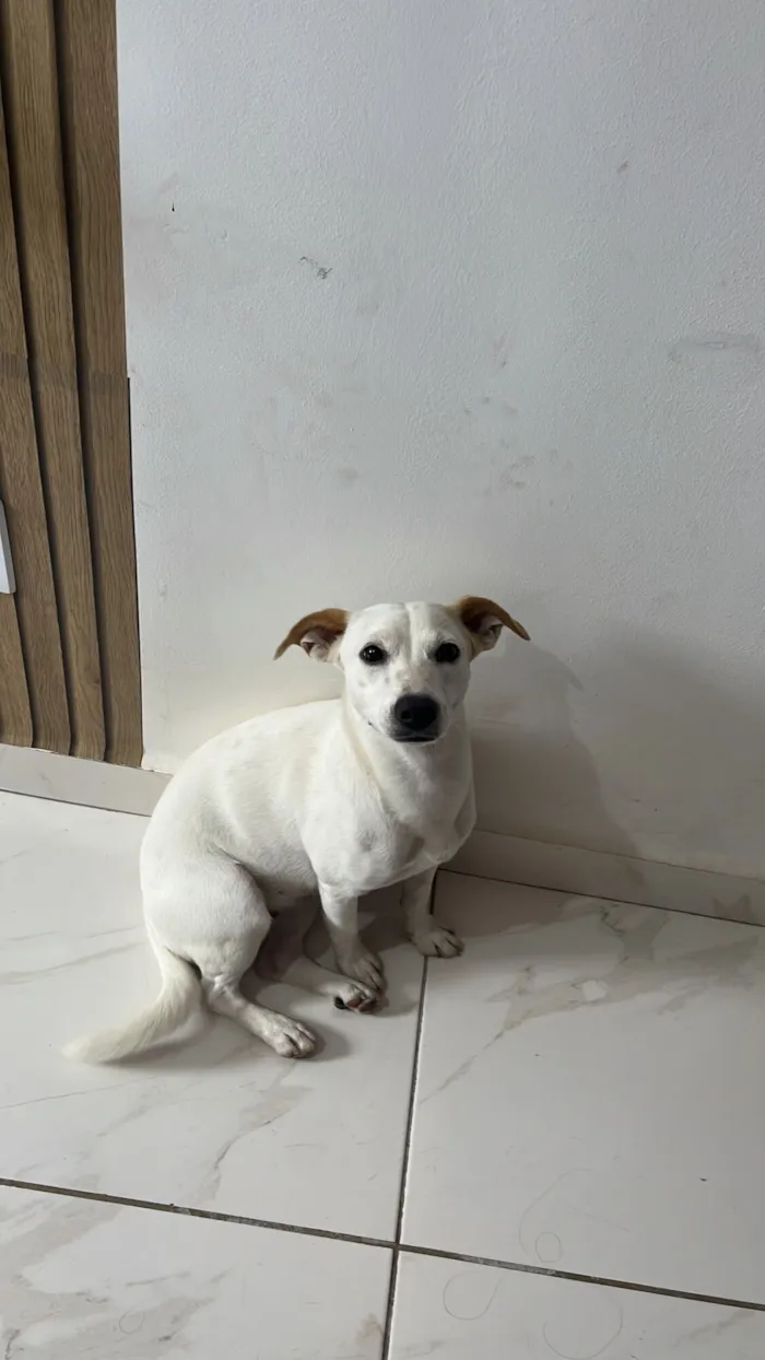 Cachorro raça SRD-ViraLata idade 2 anos nome Lexie