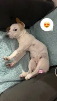 Lexie