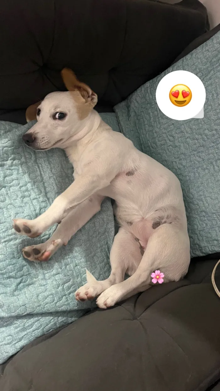 Cachorro raça SRD-ViraLata idade 2 anos nome Lexie