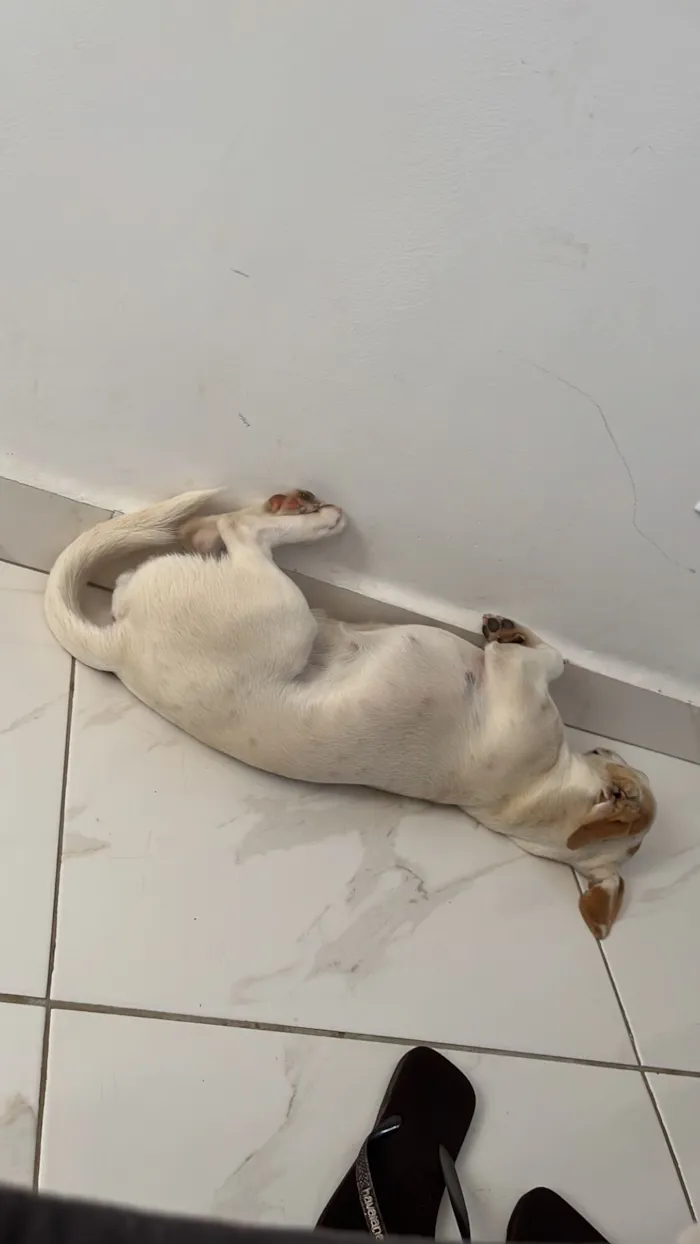 Cachorro raça SRD-ViraLata idade 2 anos nome Lexie
