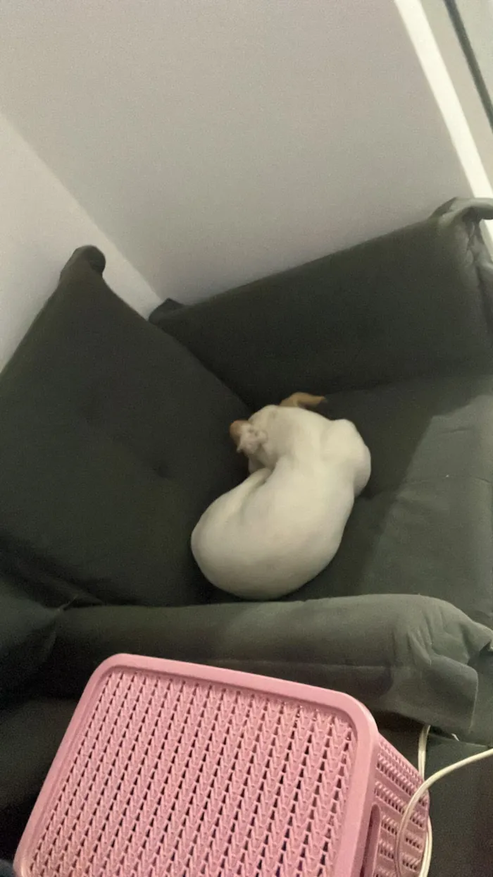 Cachorro raça SRD-ViraLata idade 2 anos nome Lexie