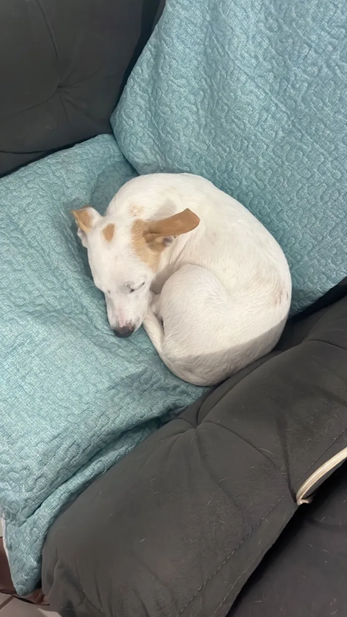 Cachorro raça SRD-ViraLata idade 2 anos nome Lexie