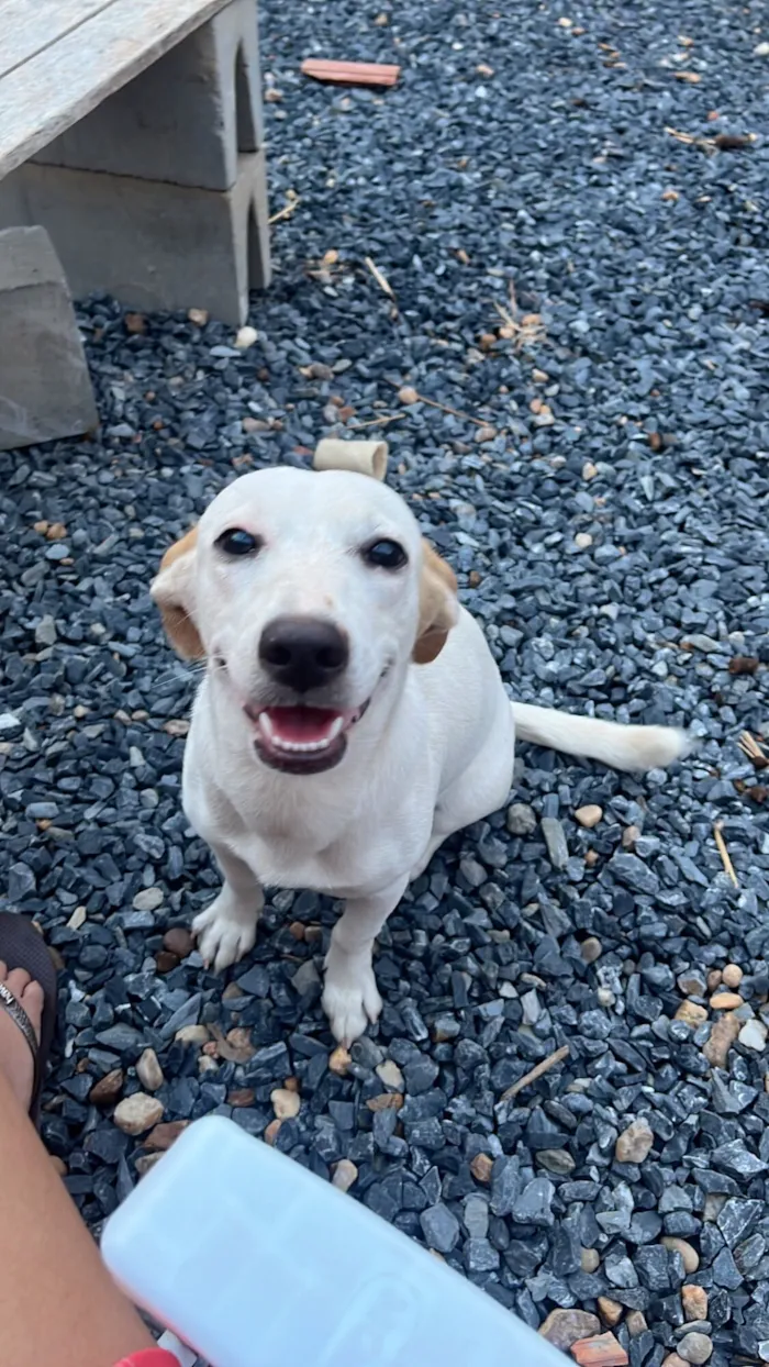 Cachorro raça SRD-ViraLata idade 2 anos nome Lexie