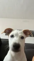 Lexie