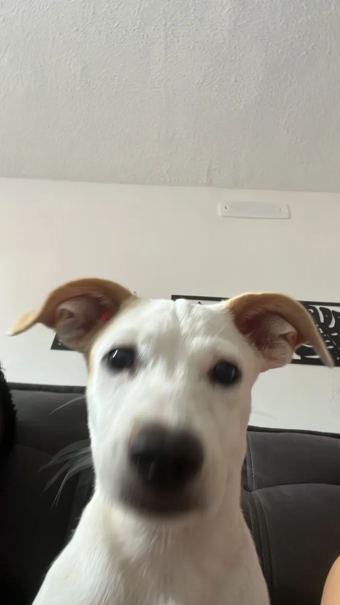 Cachorro raça SRD-ViraLata idade 2 anos nome Lexie