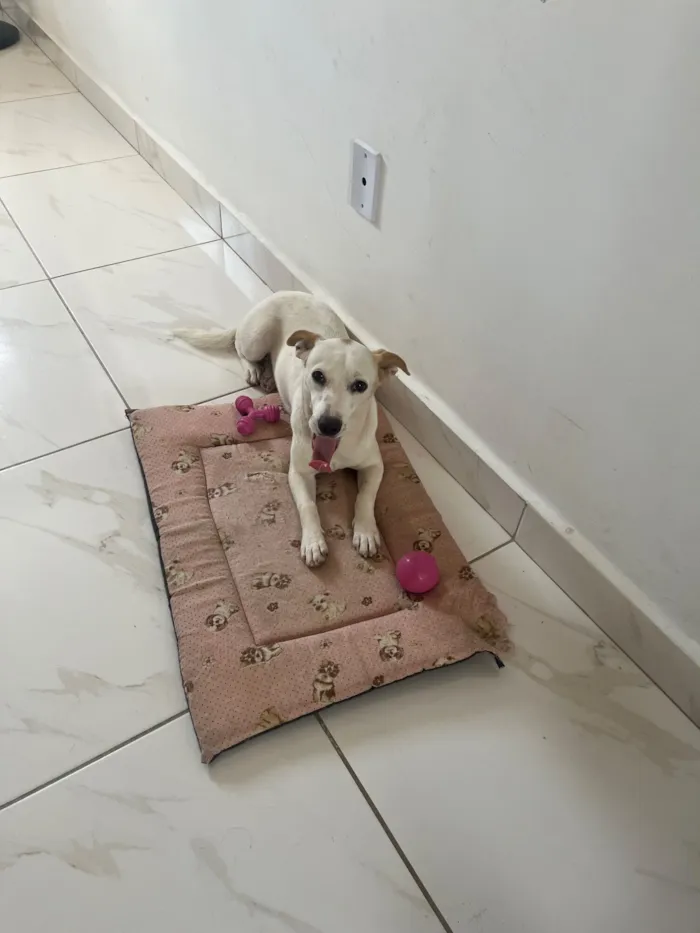 Cachorro raça SRD-ViraLata idade 2 anos nome Lexie