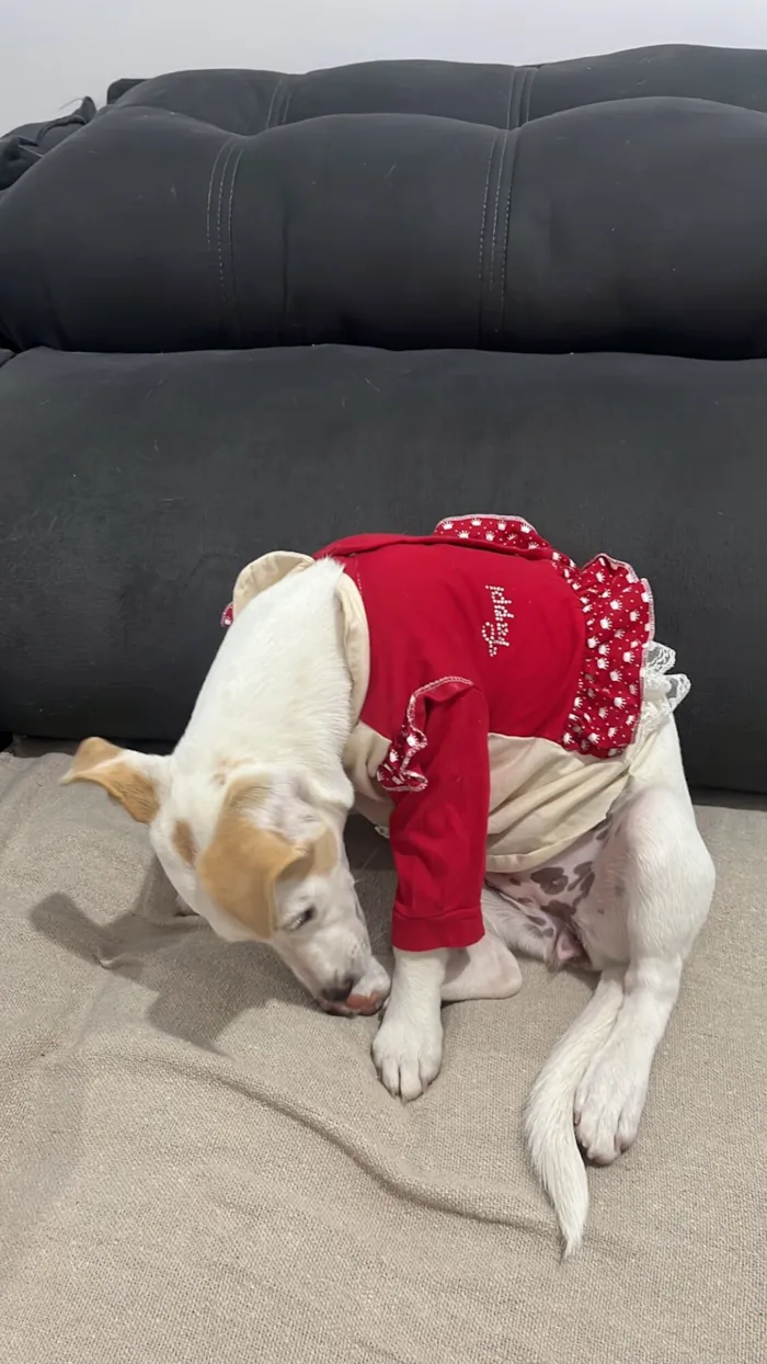 Cachorro raça SRD-ViraLata idade 2 anos nome Lexie