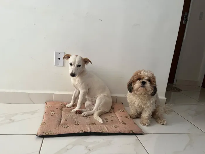 Cachorro raça SRD-ViraLata idade 2 anos nome Lexie