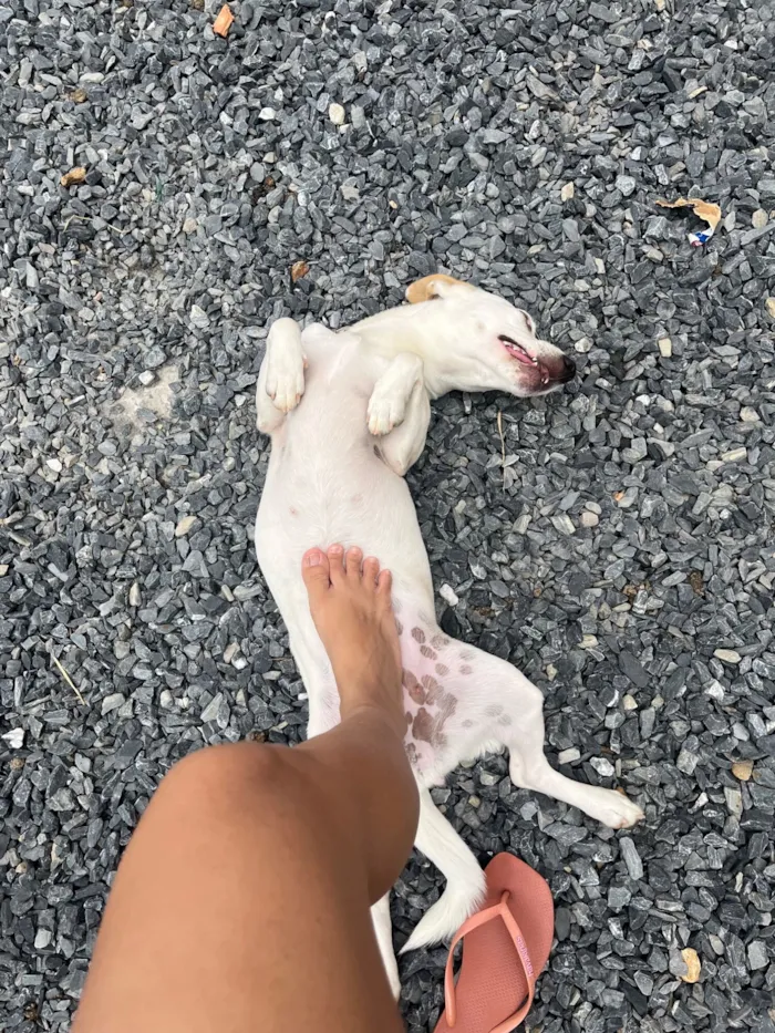 Cachorro raça SRD-ViraLata idade 2 anos nome Lexie