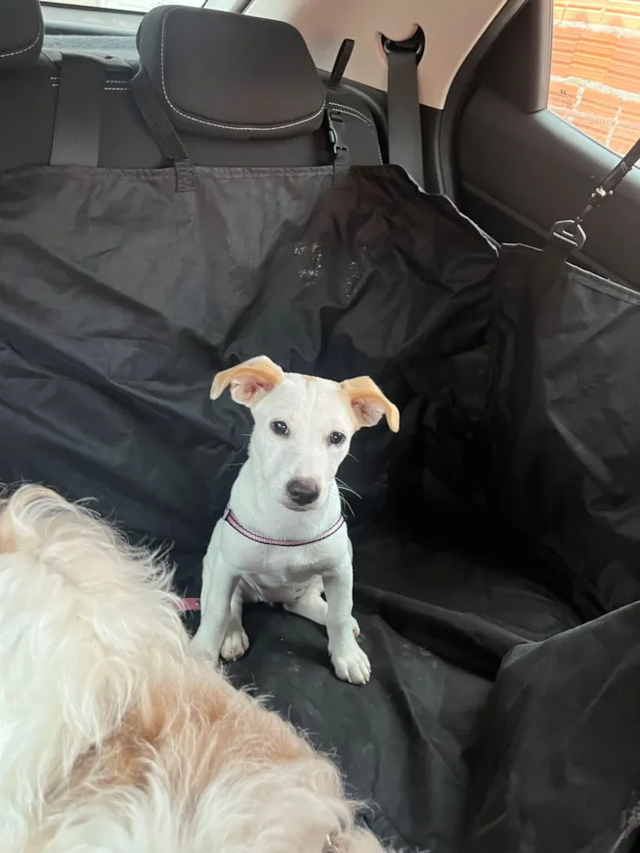 Cachorro raça SRD-ViraLata idade 2 anos nome Lexie