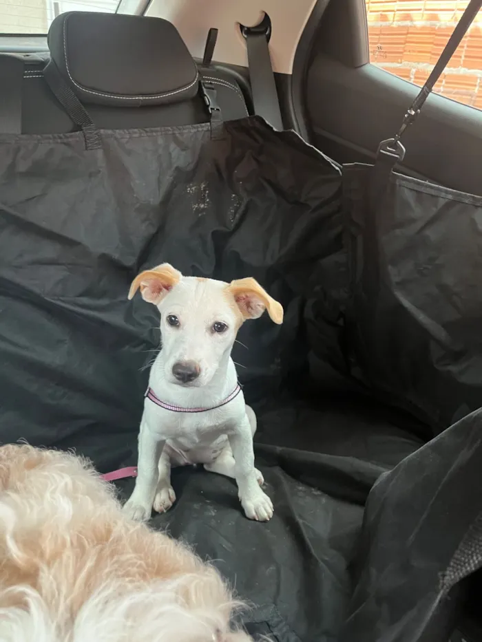 Cachorro raça SRD-ViraLata idade 2 anos nome Lexie