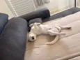 Lexie