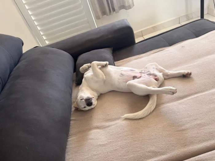 Cachorro raça SRD-ViraLata idade 2 anos nome Lexie