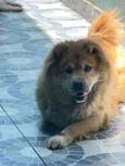 Meg