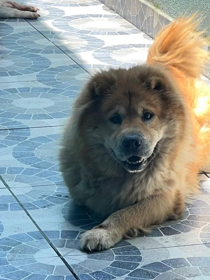 Cachorro raça Chow Chow idade 6 ou mais anos nome Meg