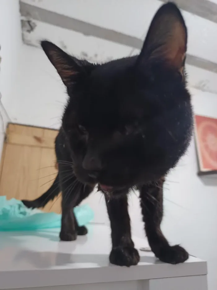 Gato raça SRD-ViraLata idade 1 ano nome Saturno 
