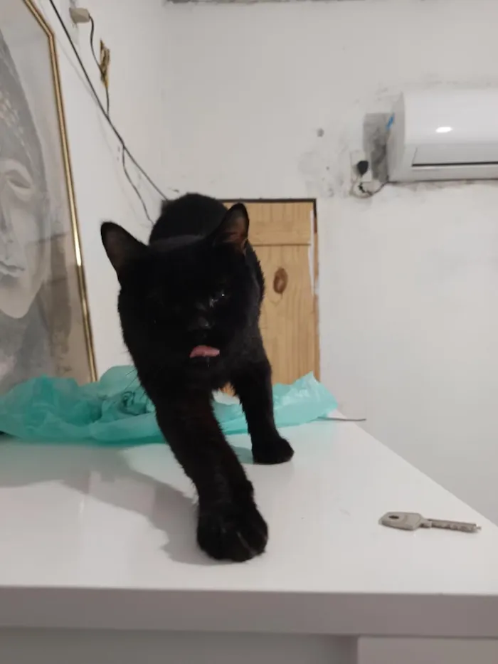 Gato raça SRD-ViraLata idade 1 ano nome Saturno 