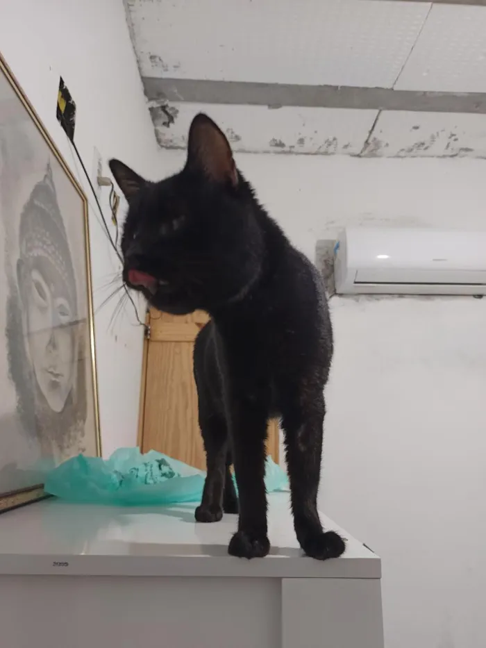 Gato raça SRD-ViraLata idade 1 ano nome Saturno 