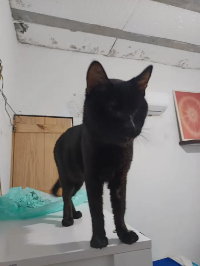 Gato raça SRD-ViraLata idade 1 ano nome Saturno 