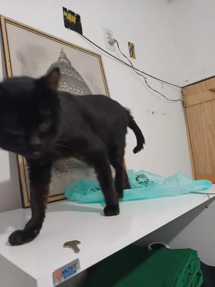Gato raça SRD-ViraLata idade 1 ano nome Saturno 