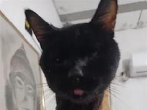 Gato raça SRD-ViraLata idade 1 ano nome Saturno 