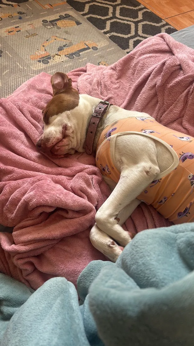 Cachorro raça Pit-Bull idade 7 a 11 meses nome Memé