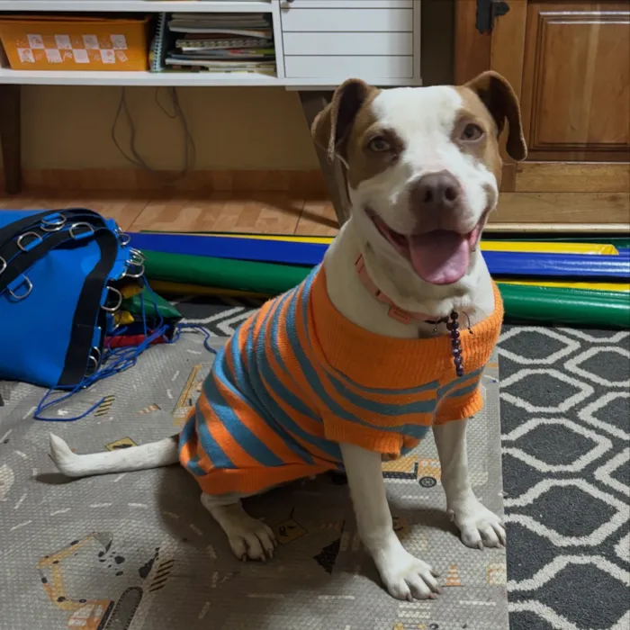 Cachorro raça Pit-Bull idade 7 a 11 meses nome Memé