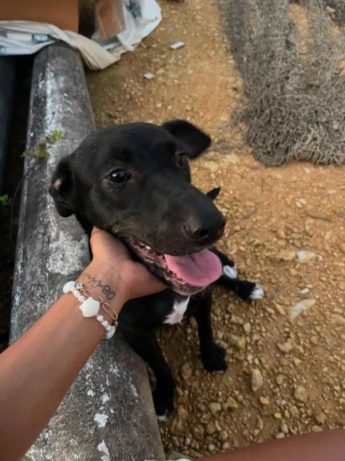 Cachorro raça SRD-ViraLata idade 1 ano nome Alex e O'Malley