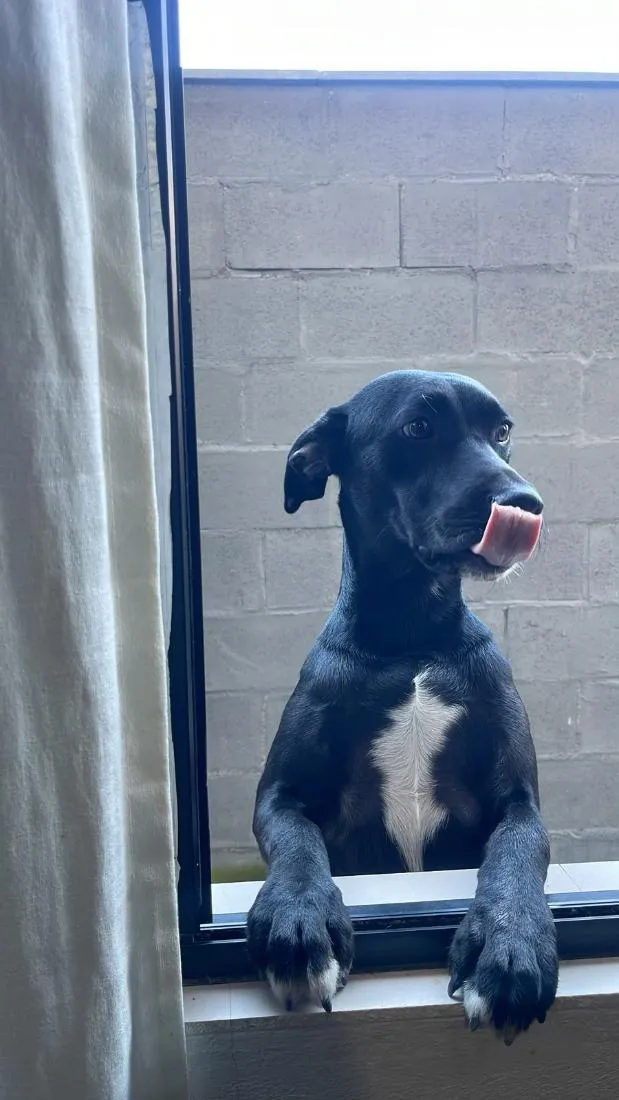 Cachorro raça SRD-ViraLata idade 1 ano nome Alex e O'Malley
