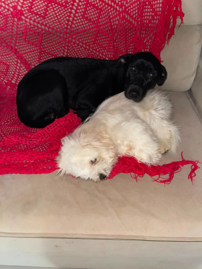 Cachorro raça SRD-ViraLata idade 1 ano nome Alex e O'Malley