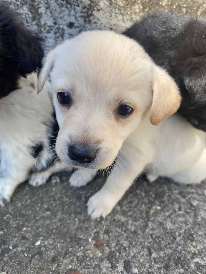 Cachorro raça SRD-ViraLata idade Abaixo de 2 meses nome Theodor , Theo , nega , Melissa 