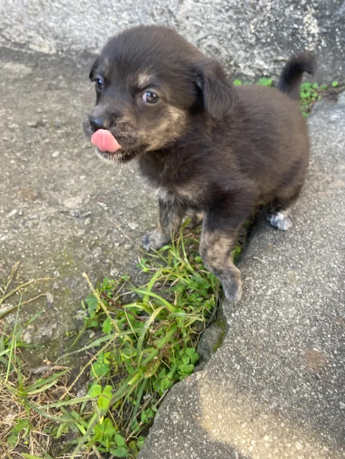 Cachorro raça SRD-ViraLata idade Abaixo de 2 meses nome Theodor , Theo , nega , Melissa 