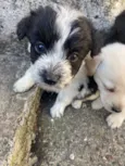 Theodor , Theo , nega , Melissa 