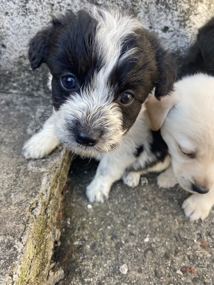 Cachorro raça SRD-ViraLata idade Abaixo de 2 meses nome Theodor , Theo , nega , Melissa 