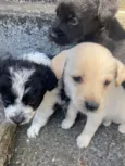 Theodor , Theo , nega , Melissa 