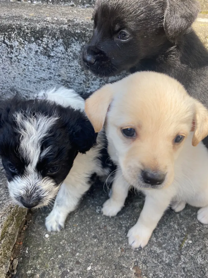 Cachorro raça SRD-ViraLata idade Abaixo de 2 meses nome Theodor , Theo , nega , Melissa 