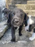 Theodor , Theo , nega , Melissa 