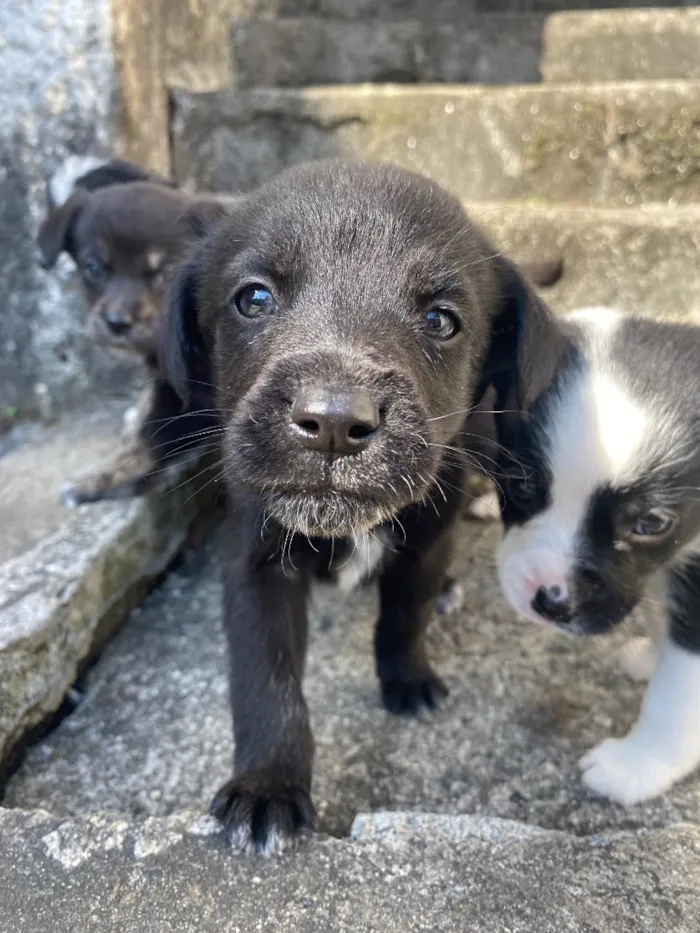 Cachorro raça SRD-ViraLata idade Abaixo de 2 meses nome Theodor , Theo , nega , Melissa 