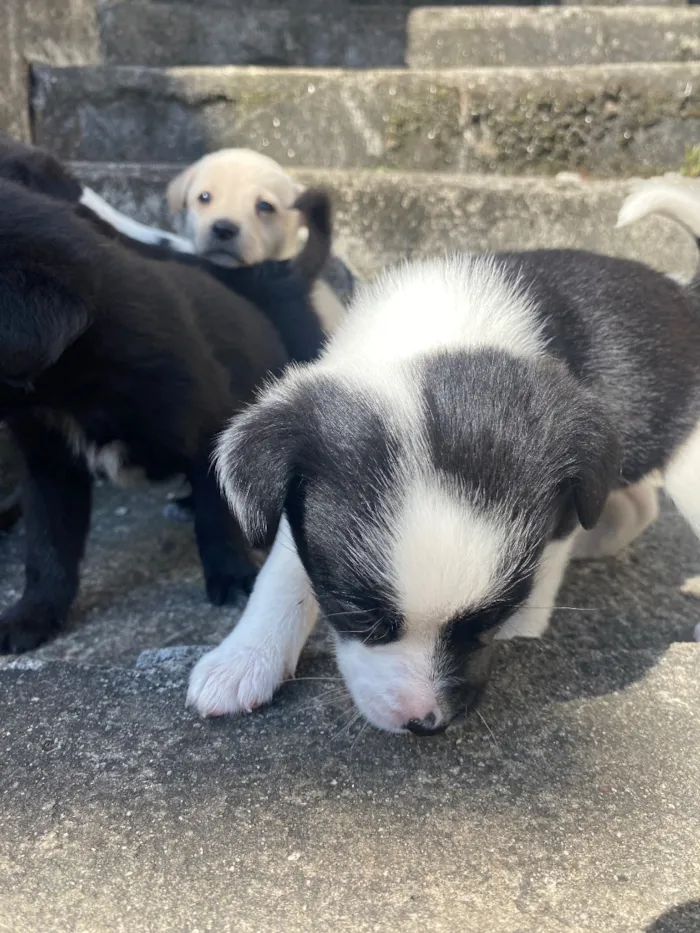 Cachorro raça SRD-ViraLata idade Abaixo de 2 meses nome Theodor , Theo , nega , Melissa 