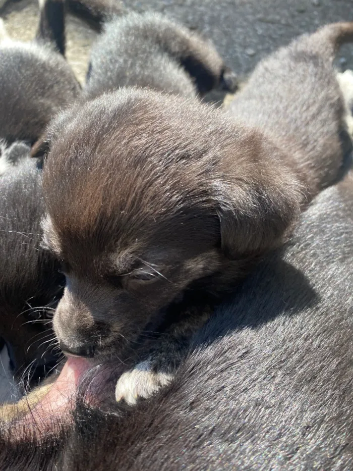 Cachorro raça SRD-ViraLata idade Abaixo de 2 meses nome Theodor , Theo , nega , Melissa 