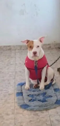 Cachorro raça Pit-Bull idade 3 anos nome Ravena 