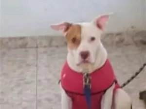Cachorro raça Pit-Bull idade 3 anos nome Ravena 
