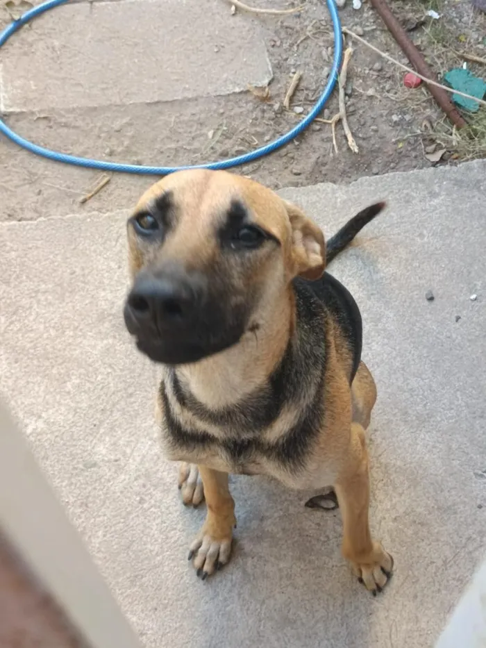 Cachorro raça SRD-ViraLata idade 7 a 11 meses nome Luffy 