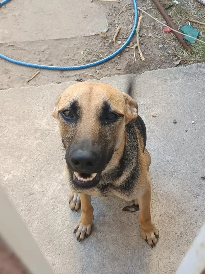 Cachorro raça SRD-ViraLata idade 7 a 11 meses nome Luffy 