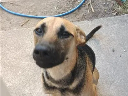 Cachorro raça SRD-ViraLata idade 7 a 11 meses nome Luffy 