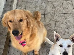 Cachorro raça SRD-ViraLata idade 3 anos nome Lebron/floquinho 