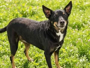 Cachorro raça SRD-ViraLata idade 6 ou mais anos nome Princesa
