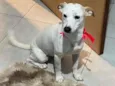 Lexie