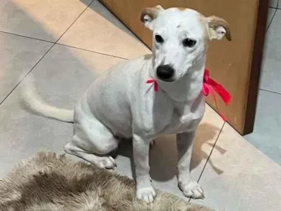 Cachorro raça SRD-ViraLata idade 2 anos nome Lexie